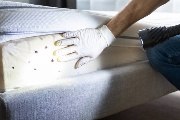Best Cockroach Control Services  in North Hudson, WI